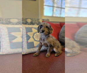 Poodle (Miniature)-Unknown Mix Dogs for adoption in Osgood, IN, USA