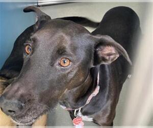 Labrador Retriever-Unknown Mix Dogs for adoption in San Clemente, CA, USA