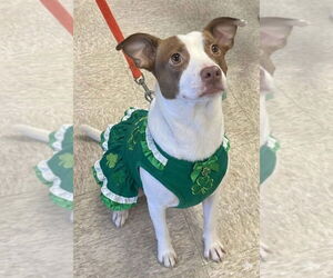 Jack Russell Terrier-Unknown Mix Dogs for adoption in Germantown, OH, USA
