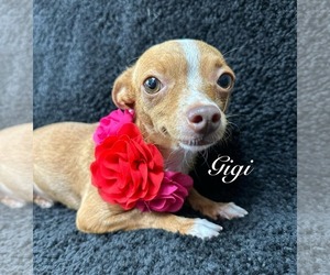 Chihuahua-Unknown Mix Dogs for adoption in Grafton, WI, USA