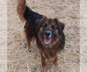 Catahoula Leopard Dog-Unknown Mix Dogs for adoption in Boston, MA, USA