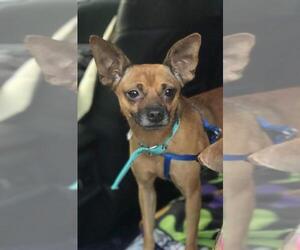 Miniature Pinscher Dogs for adoption in Park Falls, WI, USA