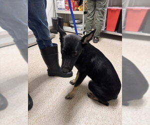 Mutt Dogs for adoption in Bakersfield, CA, USA