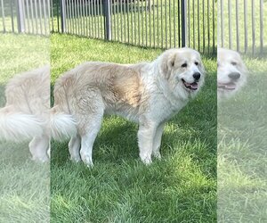 Great Pyrenees Dogs for adoption in LAKE ST LOUIS, MO, USA