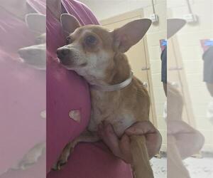 Chihuahua Dogs for adoption in Conroe, TX, USA