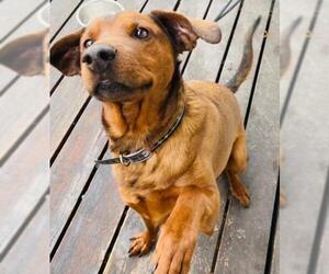 Redbone Coonhound-Unknown Mix Dogs for adoption in Red Lodge, MT, USA