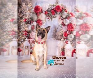 German Shepherd Dog-Unknown Mix Dogs for adoption in Riverside, CA, USA