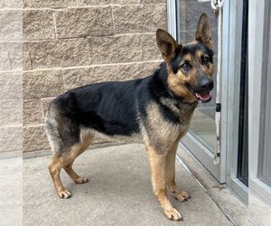 German Shepherd Dog-Unknown Mix Dogs for adoption in Aurora, IL, USA