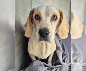 Dachshund-Unknown Mix Dogs for adoption in San Antonio, TX, USA