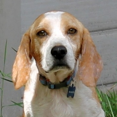 Beagle Dogs for adoption in Jacksonville , FL, USA