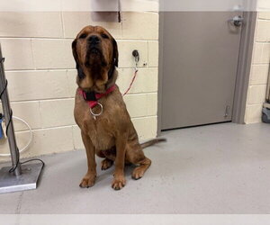 Mastiff Dogs for adoption in Sanford, FL, USA