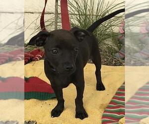 Chiweenie Dogs for adoption in phoenix, AZ, USA