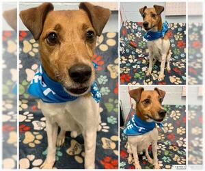 Parson Russell Terrier Dogs for adoption in Westminster, MD, USA