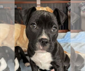 Medium Photo #5 Mutt Puppy For Sale in Germantown, OH, USA