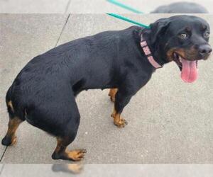 Rottweiler Dogs for adoption in Houston, TX, USA