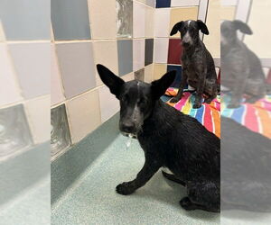 Labrador Retriever-Unknown Mix Dogs for adoption in Plano, TX, USA