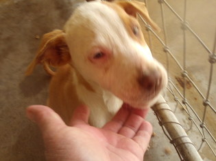 Bulloxer Dogs for adoption in Bonifay, MO, USA