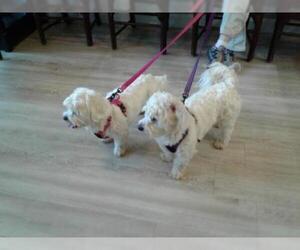 Bichon Frise Dogs for adoption in Rowayton, CT, USA