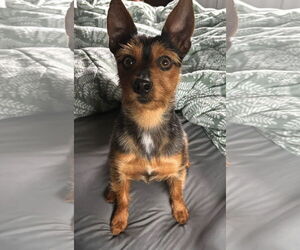 Chihuahua-Unknown Mix Dogs for adoption in Westwood, NJ, USA