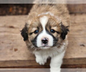 Australian Shepherd-Shih Tzu Mix Dogs for adoption in Paso Robles, CA, USA