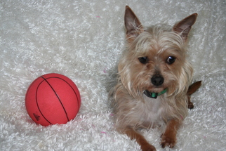 Silky Terrier Dogs for adoption in Sioux Falls, SD, USA