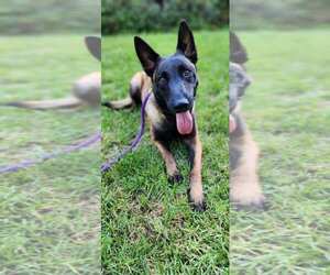 - Mix Dogs for adoption in Newport Beach, CA, USA