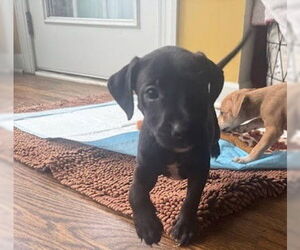 American Staffordshire Terrier-Unknown Mix Dogs for adoption in Raleigh, NC, USA