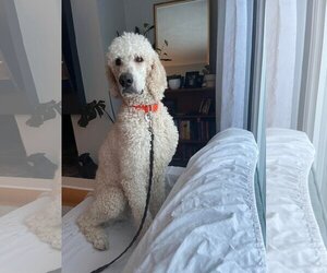 Poodle (Standard) Dogs for adoption in Bowmanville, Ontario, Canada