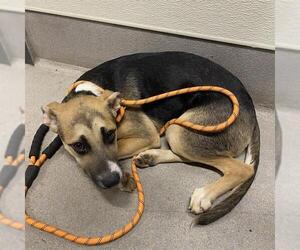 American Pit Bull Terrier Dogs for adoption in Modesto, CA, USA