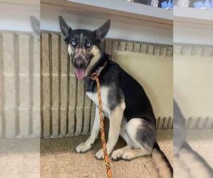 German Shepherd Dog-Siberian Husky Mix Dogs for adoption in Westminster, MD, USA