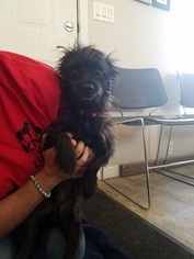 Mutt Dogs for adoption in Lemoore, CA, USA