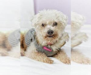 Poodle (Toy) Dogs for adoption in Pittsburg, CA, USA