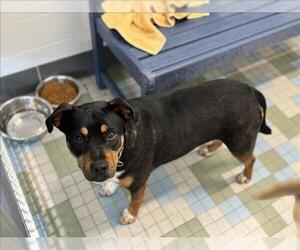 Rottweiler-Unknown Mix Dogs for adoption in Fort Collins, CO, USA