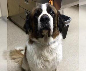 Saint Bernard Dogs for adoption in Riverside, CA, USA