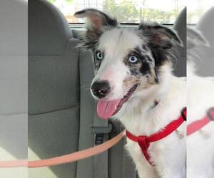 Border-Aussie Dogs for adoption in Sanford, FL, USA