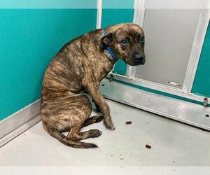 Medium Photo #1 American Pit Bull Terrier-Unknown Mix Puppy For Sale in Oklahoma City, OK, USA