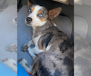 Chihuahua-Unknown Mix Dogs for adoption in HESPERIA, CA, USA