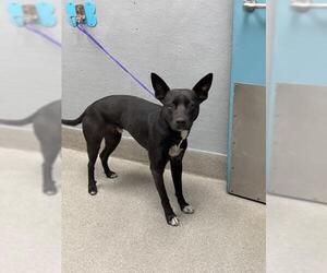 American Pit Bull Terrier-Labrador Retriever Mix Dogs for adoption in Las Vegas, NV, USA