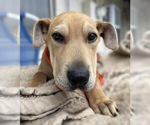 Chinese Shar-Pei-Great Dane Mix Dogs for adoption in Lodi, CA, USA