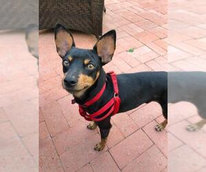 Miniature Pinscher Dogs for adoption in Redondo Beach, CA, USA
