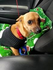 Chihuahua Dogs for adoption in Darlington, MD, USA