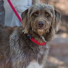 Labradoodle Dogs for adoption in Kanab, UT, USA