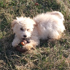 Maltipoo Dogs for adoption in Columbia, MD, USA