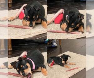 Miniature Pinscher Dogs for adoption in Riverside, CA, USA