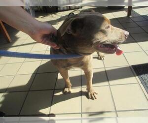 American Pit Bull Terrier Dogs for adoption in Ocala, FL, USA
