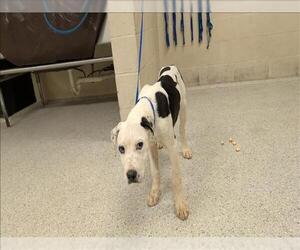 Labrador Retriever-Unknown Mix Dogs for adoption in Conroe, TX, USA