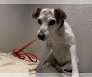 Jack Russell Terrier Dogs for adoption in pomona, CA, USA