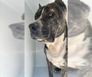American Pit Bull Terrier Dogs for adoption in Houston, TX, USA