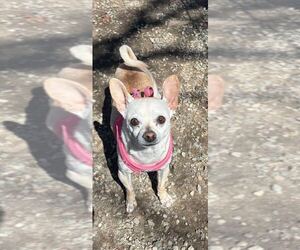 Chihuahua Dogs for adoption in Elmsford, NY, USA