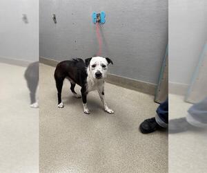 Mutt Dogs for adoption in Las Vegas, NV, USA